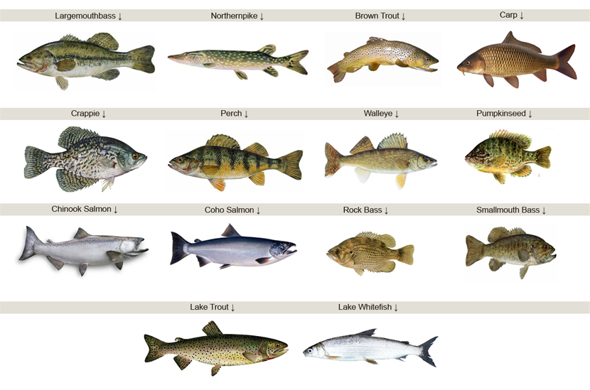 Lake Erie Fish Identification Chart